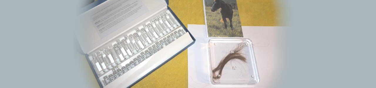 Testset mit Bild eines Pferdes und Tierhaare