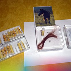 Testset mit Bild eines Pferdes und Tierhaare