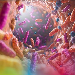Microscopic view of gut microbiota